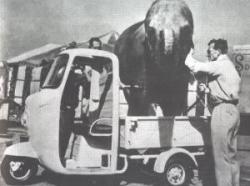 circus.jpg